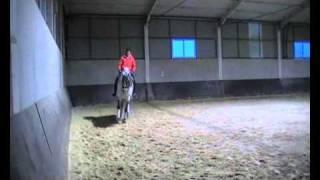 Lusitano 2001 GP Level