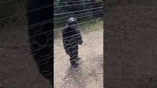 Chimp Walking Erect