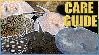 The COMPLETE Freshwater Stingray Care Guide! + My New Stingrays