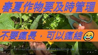 春夏作物管理，不要#瘋長，可以結瘋高產 Manage Plants In A Timely Manner. Don't Grow Wildly But Produce Madly