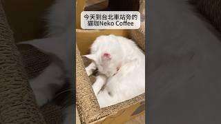 貓珈Neko Coffee #貓咪咖啡廳