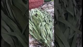 Эвкалиптовый веник #рек #деревня
