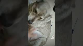 marujita ree gordita  amor peruno