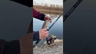 Шнурок пойман на приманку Pontoon 21 Awaruna 3.5 #fishing #pike #рыбалка #рыбалка #щука #p21 #окунь