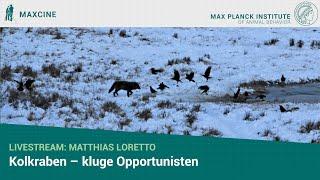 Livestream: Matthias Loretto: „Kolkraben – kluge Opportunisten“