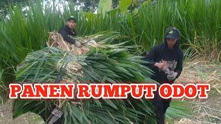 Panen Rumput Odot Ngeret#eps2