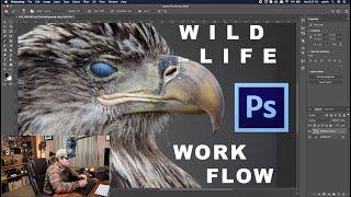 WILDLIFE PHOTOGRAPHY | My Workflow Post-Print