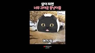 호랑이가 살찌면... 호.. 냥이..?