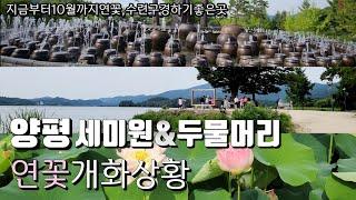 경기 양평 세미원&두물머리/세미원 연꽃 개화상황/연꽃축제