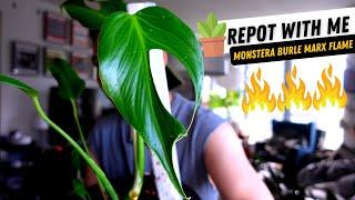 Repotting my Monstera Burle Marx Flame  REPOT WITH ME 