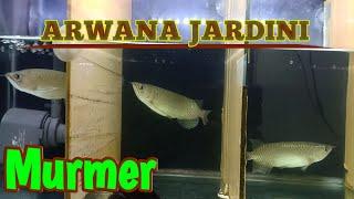 Arowana jardini fish native to Papua