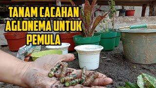 Cara menanam cacahan aglonema bagi pemula