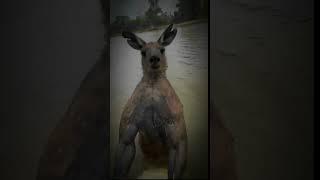 kangaroo power #Crazyboi17 #kagaroo