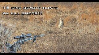 16 Epic Coyote Hunts 4K Kill Shots!!!