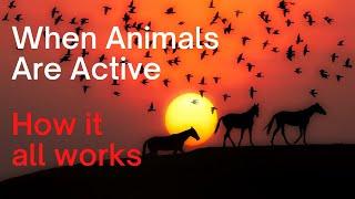 When Animals Are Active, Diurnal, Crepuscular, How It All Works