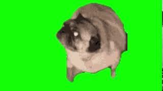  Pug dog dancing green screen | Perro bailando pantalla verde