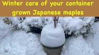 Winter care of your container grown Japanese maple tree