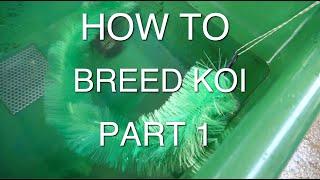 HOW TO BREED KOI PART 1