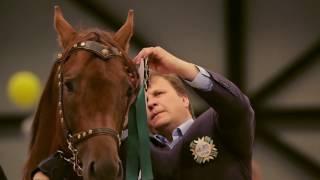 Золото России - 2016. "Gold of Russia - 2016" (equestrian exhibition of the Don and Budenny breed)