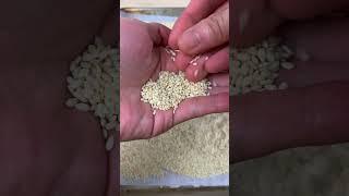Bite-Size Cooking Science Ep. 16 | how to make tahini at home