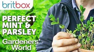 Growing the Perfect Parsley and Having Unlimited Mint | Top Tips | Gardeners' World