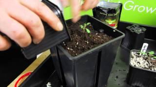 How Mykos speeds up tomato plants growth? | Episode 1