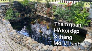 THAM QUAN HỒ KOI ĐẸP || 3 THÁNG VỆ SINH || CÁ KOI VLOG TRẦN ĐỨC CƯỜNG