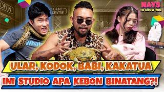 HARGA BABI DAN KODOK PULUHAN JUTA, AZKA CORBUZIER & NADA MALAH MINTA GRATIS?!!