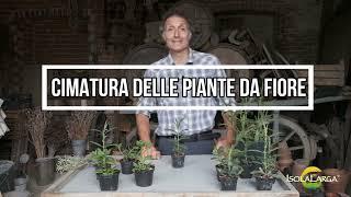 CIMATURA DELLE PIANTE DA FIORE