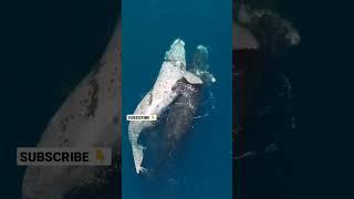 Whale family #animals #explore #amazing #sea #fish #ocean #facts #whale #shorts #vlog