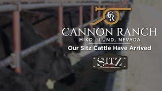 Welcoming Sitz Angus Cattle to the Herd