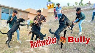 Rottweiler Dog Ny Bully Dog Par Dhava Bol Diya 