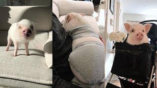 Funny Pig  | Mini Pig | Cute Pig Videos Compilation #3 – Cute Animals No.1