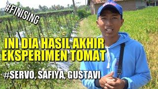 HASIL BUAH DARI PENANAMAN TOMAT SERVO, SAFIYA, GUSTAVI