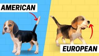 Is your Beagle Puppy American or European? Here’s How to Tell!