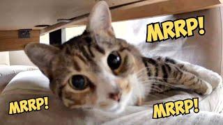 Cat’s Cutest Activation Noise! ("Mrrp") The Adorable Trilling of Cat Kiki 