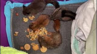 Neues von den 4 Eichhörnchen - Babys ️️️️ - News from the 4 squirrel babies ️️️️