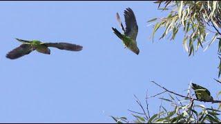 Wild Parakeet Sounds and Images