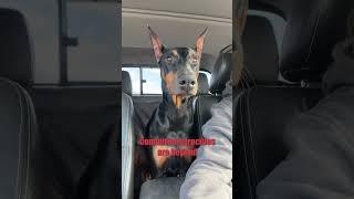 At A Flip Of A Switch #dog #funny #puppy #doberman #dobermanpinschers #dobermanpuppy #dogsfunny