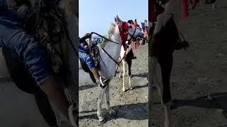 horse rider Altaf Hussain 2022 video