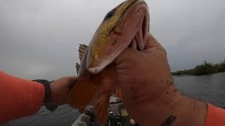 Redfish Hunting!!!