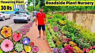 Roadside Plant Nursery || पौधे की कीमत मात्र 30 Rs से || Biggest Roadside plant Nursery