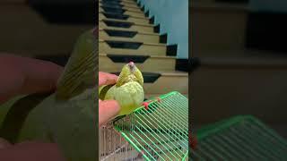 Relax Moments of Parrot  #birds  #shortsvideo #birdlovers #parrotlovers #parrotshorts