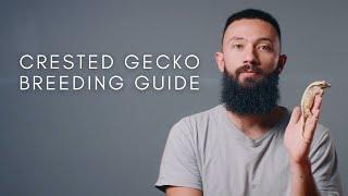 Crested Gecko Breeding Guide