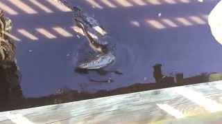 Crocodile vs alligator fighting over space and food