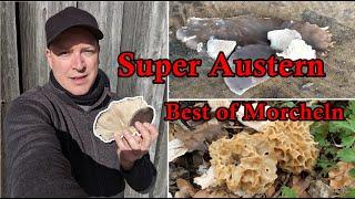 Super Austernseitlinge Best of Morcheln | Pilze sammeln