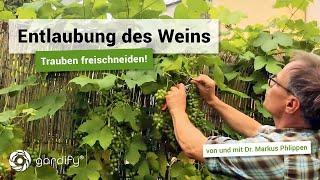 Sommerschnitt bei Weinreben  - Trauben freischneiden | gardify Tipps