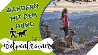 Wandern mit dem Hund  Worauf ist zu achten? | Der Welpentrainer | sixx