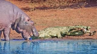 Crocodile Gets Annoyed After Hippo Pulls its Tail