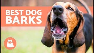 BEST Videos of DOGS BARKING REALLY LOUD  Very Funny Dog Barking Comp!